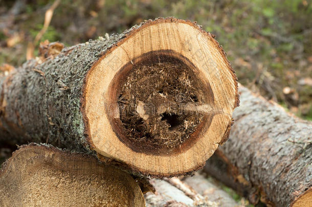 木工蚂蚁窝成为的原因损害向冷<strong>杉木</strong>材