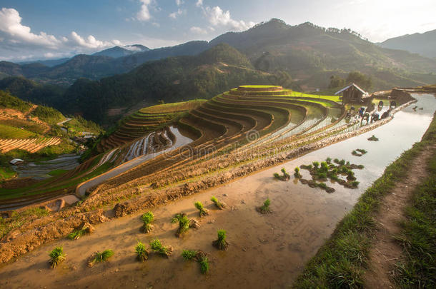 台地的稻田采用水季节在希腊字母第12字枷茶,越南