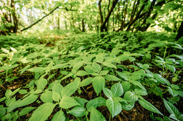 野生的浓密的灌木丛关于小的-花开着的触摸-我-不或<strong>凤仙花</strong>属植物