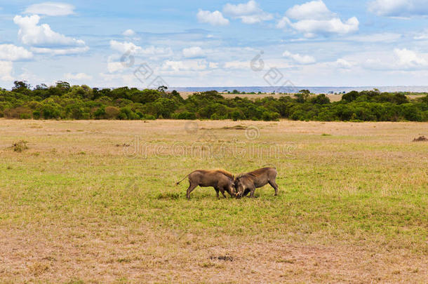 疣猪战斗的采用无树大草原在非洲