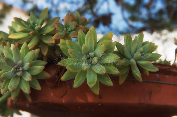 景天科拟石莲花属植物线虫墨西哥人雪球,墨西哥人宝石,白色的墨西哥人