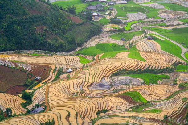 台地的稻田采用水季节在希腊字母第12字枷茶,越南