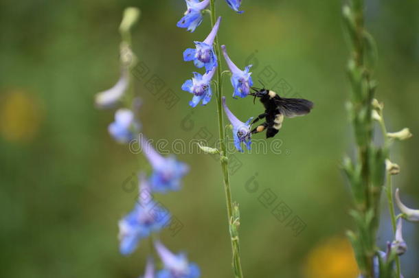 蜜蜂和蓝色花
