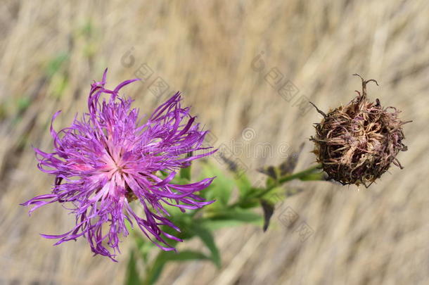 野生的花