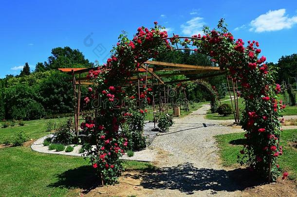 开花红色的玫瑰装饰的拱采用玫瑰园关于树木园机器语言