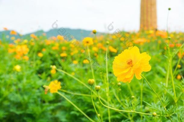 田关于黄色的宇宙花草地采用山谷关于热带的加德