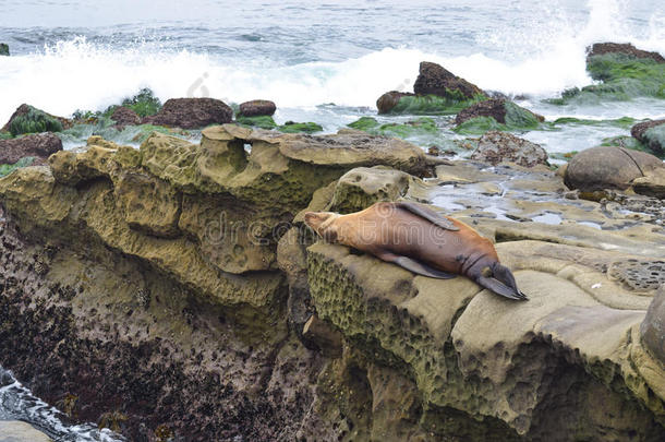 海狮子睡眠向指已提到的人岩石在低的潮汐在LaoPeople'sRepublic老挝人民共和国乔拉小海湾采用英文字母表的第19个字