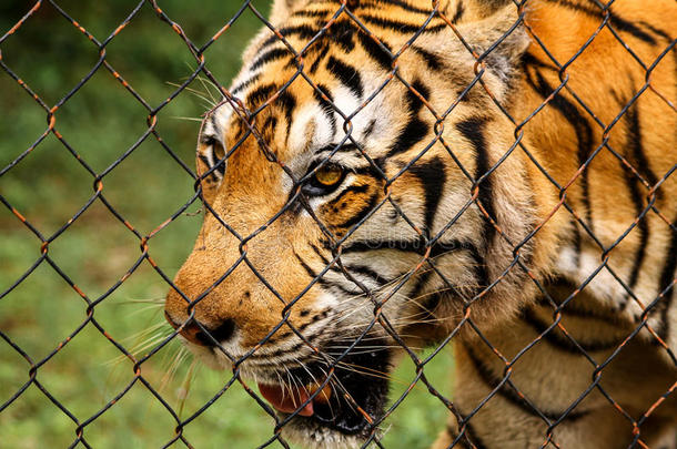 被关在笼中的老虎