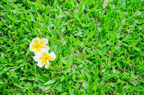 美丽的甜的黄色的梅花花,盛开的,向绿色的草地