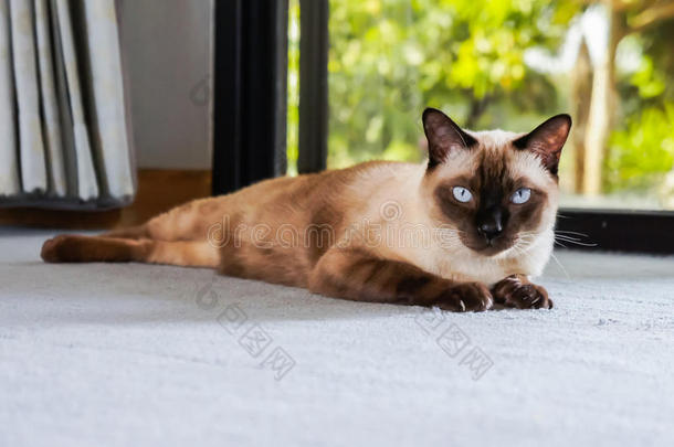 暹罗人猫,和灰色的眼睛,静止的向一c一rpet地面.