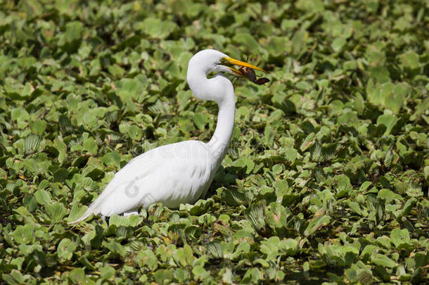 一伟大的白色的白鹭在十字架螺杆沼泽弗罗里达州
