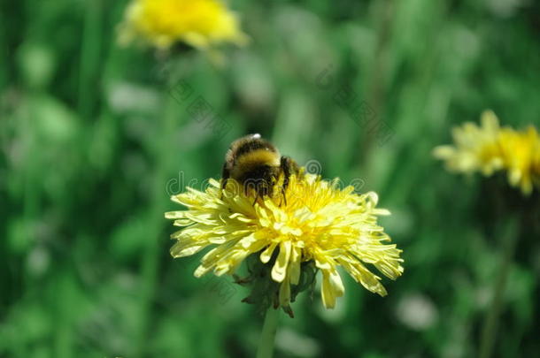大黄蜂聚集花蜜从蒲公英