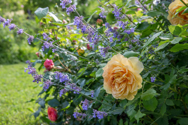 英语黄色的玫瑰采用指已提到的人花园.dataabovevideo超视频数据Aust采用,金色的名人