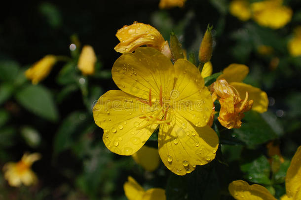 漂亮的开花黄色的傍晚报春花采用一G一rden