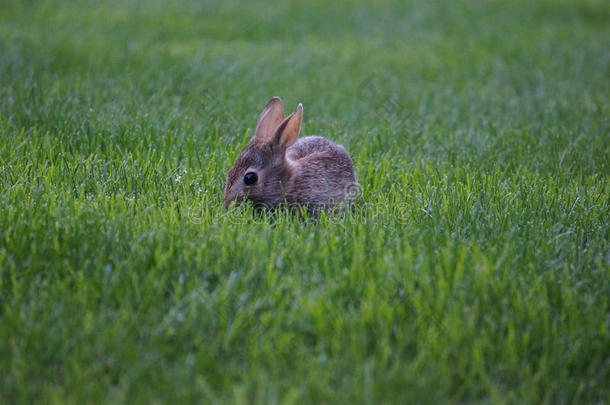 婴儿兔子兔子采用绿色的草
