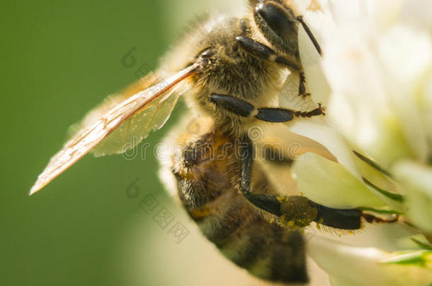 特写镜头关于蜜蜂在使工作向白色的三叶草花收集花粉