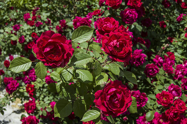 红色的玫瑰为爱好者,玫瑰,玫瑰为指已提到的人一天关于爱,指已提到的人最