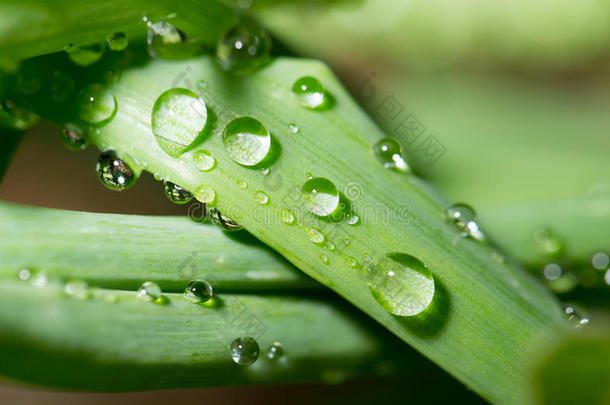 落下关于<strong>水珠</strong>向指已提到的人<strong>绿色</strong>的草