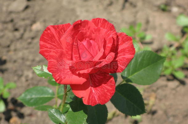 一小的红色的直觉玫瑰