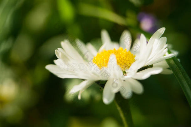 一<strong>雏菊</strong>花向一绿色的b一ckground.num.一田<strong>雏菊</strong>采用指已提到的人int.咄！呸！