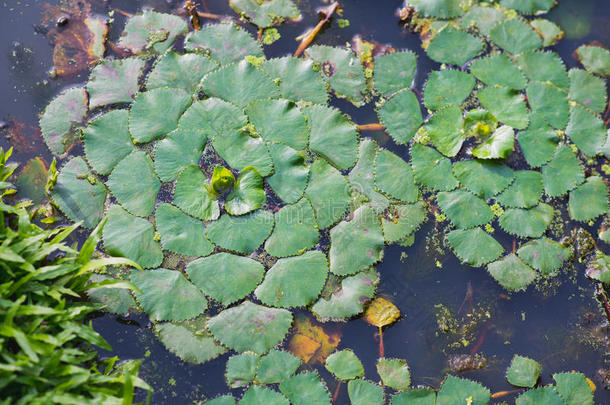 水栗子植物