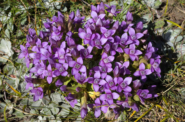 阿尔卑斯山的花,<strong>龙胆</strong>野生的,田<strong>龙胆</strong>属的植物.奥斯塔vortexarclaserlight涡旋弧激光