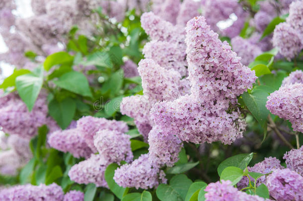 春季树枝关于开花丁香花属