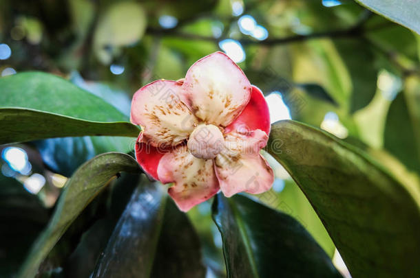 花山竹果花