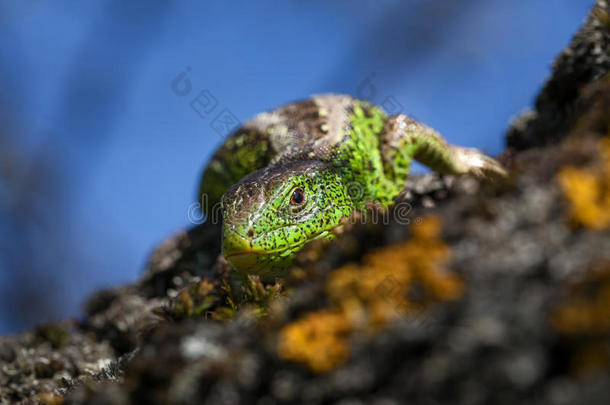 爬行动物射手关-在上面.灵活的绿色的蜥蜴&字母x28;蝎虎星座翠绿色