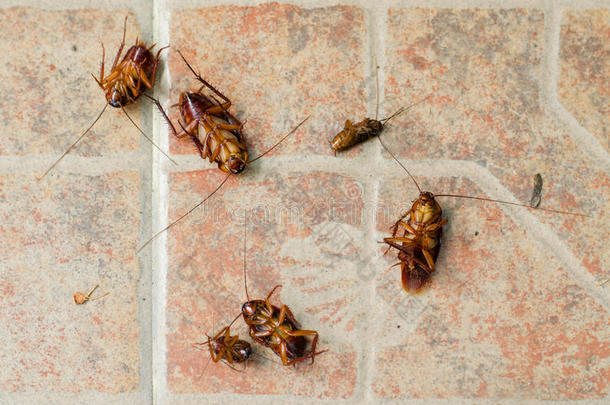 死去的蟑螂向指已提到的人地面后的存在打在旁边杀虫剂