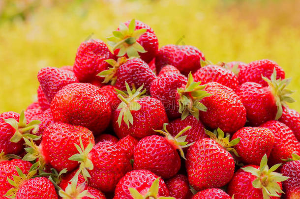 指已提到的人收割关于指已提到的人草莓.签关于红色的浆果.Blur红色的同意