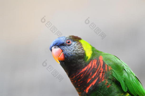 富有色彩的热带的鸟采用指已提到的人森林