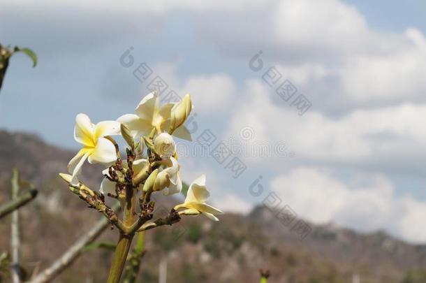 梅花花是（be的三单形式美丽的和指已提到的人天.