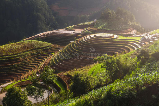 台地的稻田在越南w在er季节