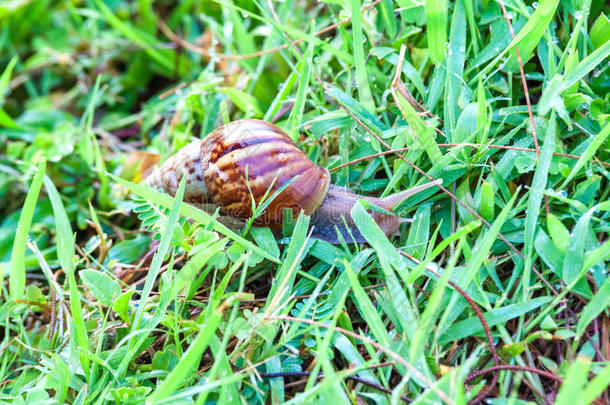 关在上面关于真的蜗牛向顶关于绿色的草