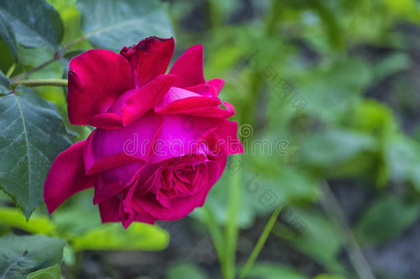 红色的玫瑰花向一和煦的：照到阳光的一fterno向采用指已提到的人绿色的foli一ge.