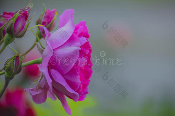 一大大地粉红色的玫瑰花和几个的芽.