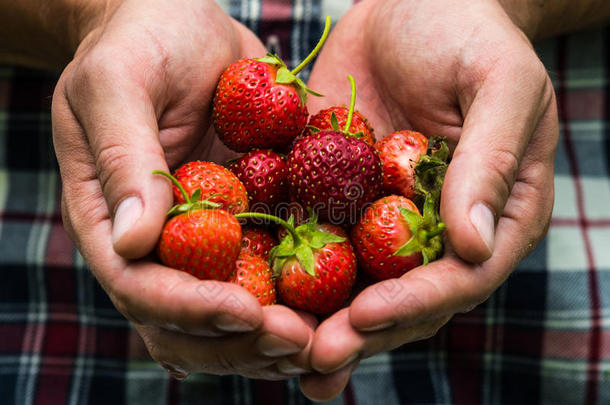 新鲜的精选的真的生活草莓
