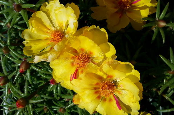 阳台植物-黄色的苔藓玫瑰