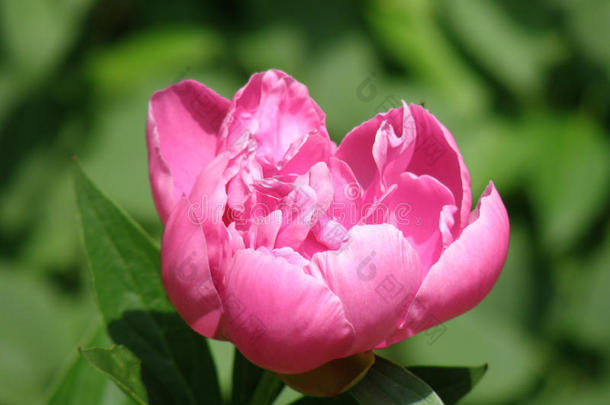热的粉红色的牡丹花花开幕采用指已提到的人太阳