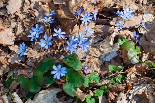银莲花地钱属的植物蓝色春季花