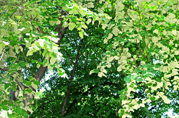 植物的叶子关于菩提树树白色的树叶-背看法关于菩提树树叶