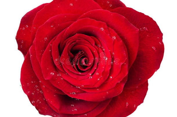 红色的玫瑰花玫瑰tte和落下关于水