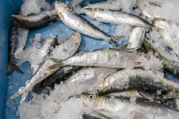 沙丁鱼向冰在指已提到的人鱼交易