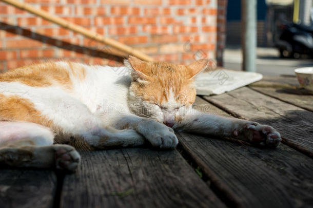 指已提到的人猫是（be的三单形式享有指已提到的人阳光