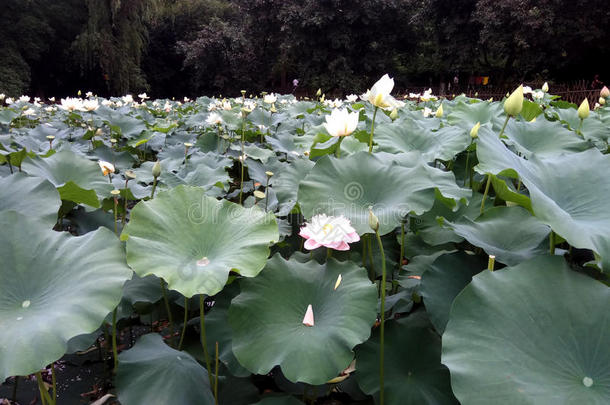 莲花花盛开的采用指已提到的人莲花池塘