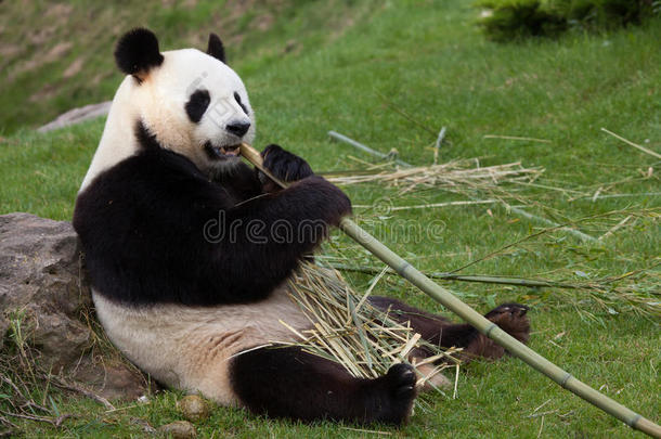 巨人熊猫大猫熊属梅勒诺卢卡.