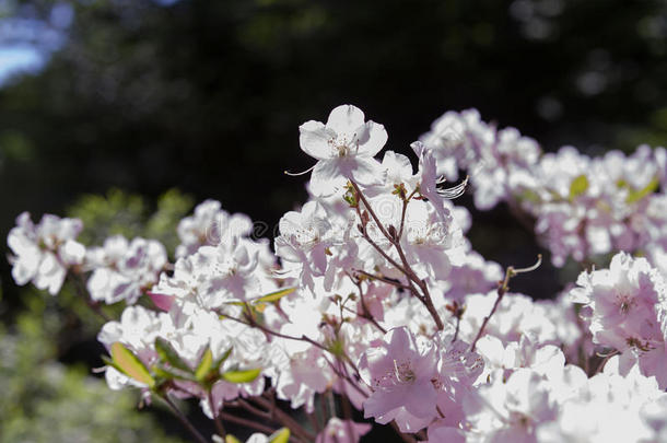 <strong>杜鹃花</strong>裂殖吸虫