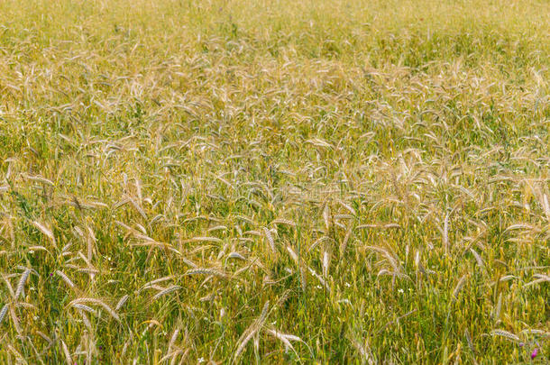 农场小麦种植园采用圣地亚哥aux.构成疑问句和否定句克米特