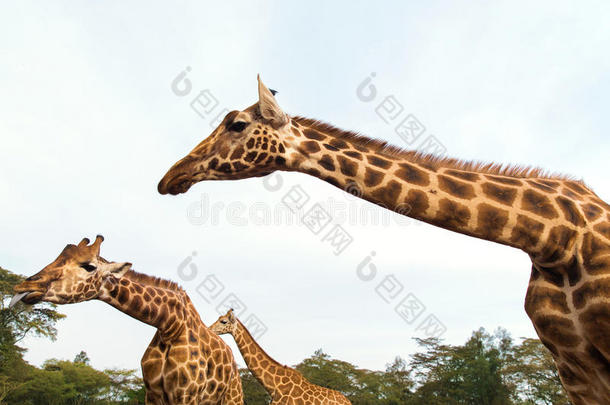 长颈鹿在n在ional储备或公园采用非洲